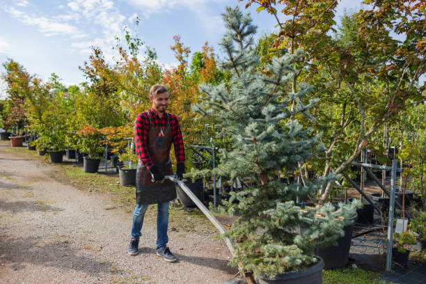 Best Fruit Tree Pruning  in Pocahontas, IA